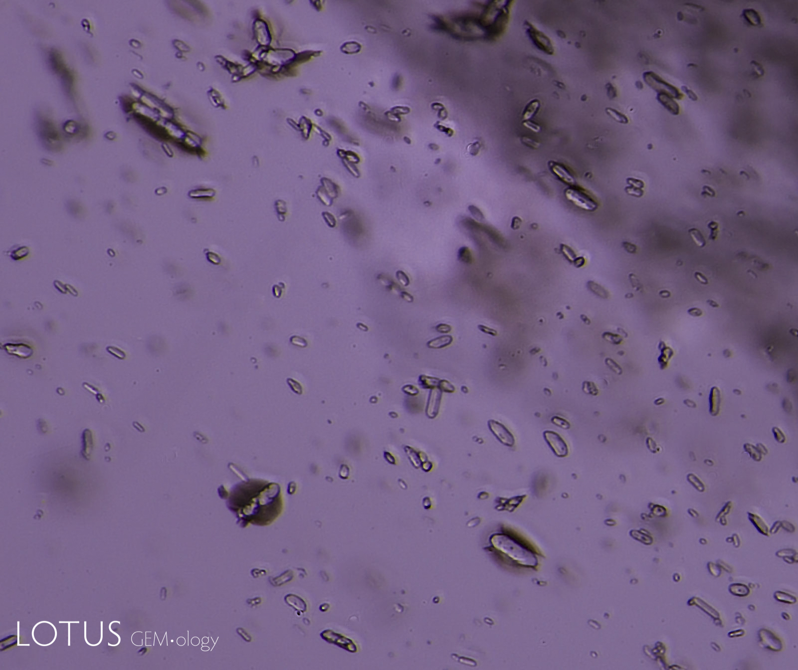 Rounded zircon inclusions in a pink sapphire from Ilakaka, Madagascar. These zircon inclusions, along with the growth tubes, are two of the key identifiers of sapphires from southern Madagascar. Photo: Wimon Manorotkul; click on the photo for a larger image.