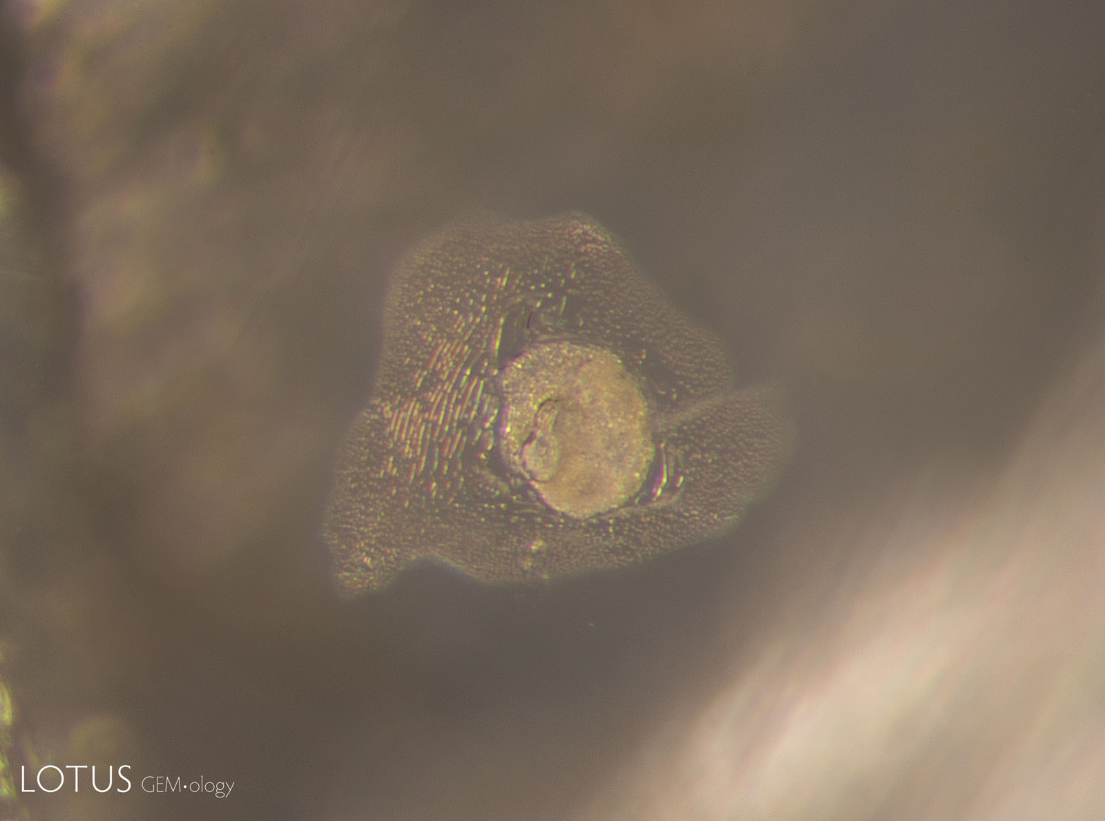 C: By the last round of heating, at 1500°C, the fissure around this crystal has begun to heal into a fingerprint. The crystal itself has also changed and developed a frosty, whitish appearance. Darkfield illumination. Photomicrographs by E. Billie Hughes; field of view 1 mm.