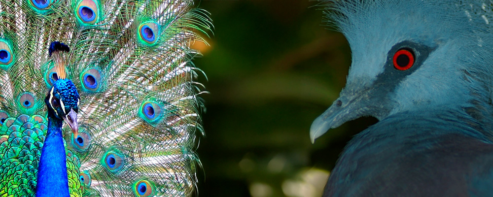 From Peacock to Pigeon's Blood: Deconstructing Lotus Color Types