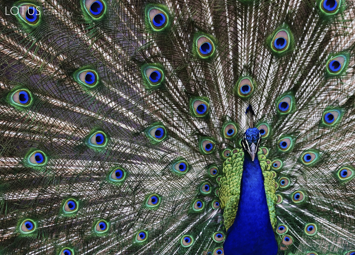 Peacock