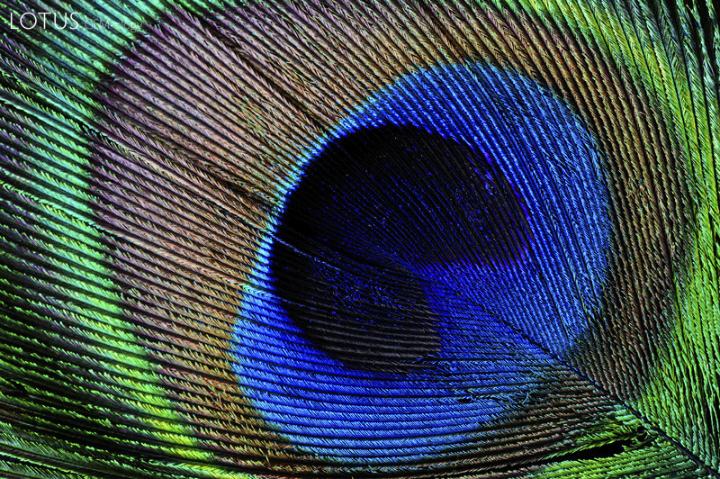 Peacock tail feather