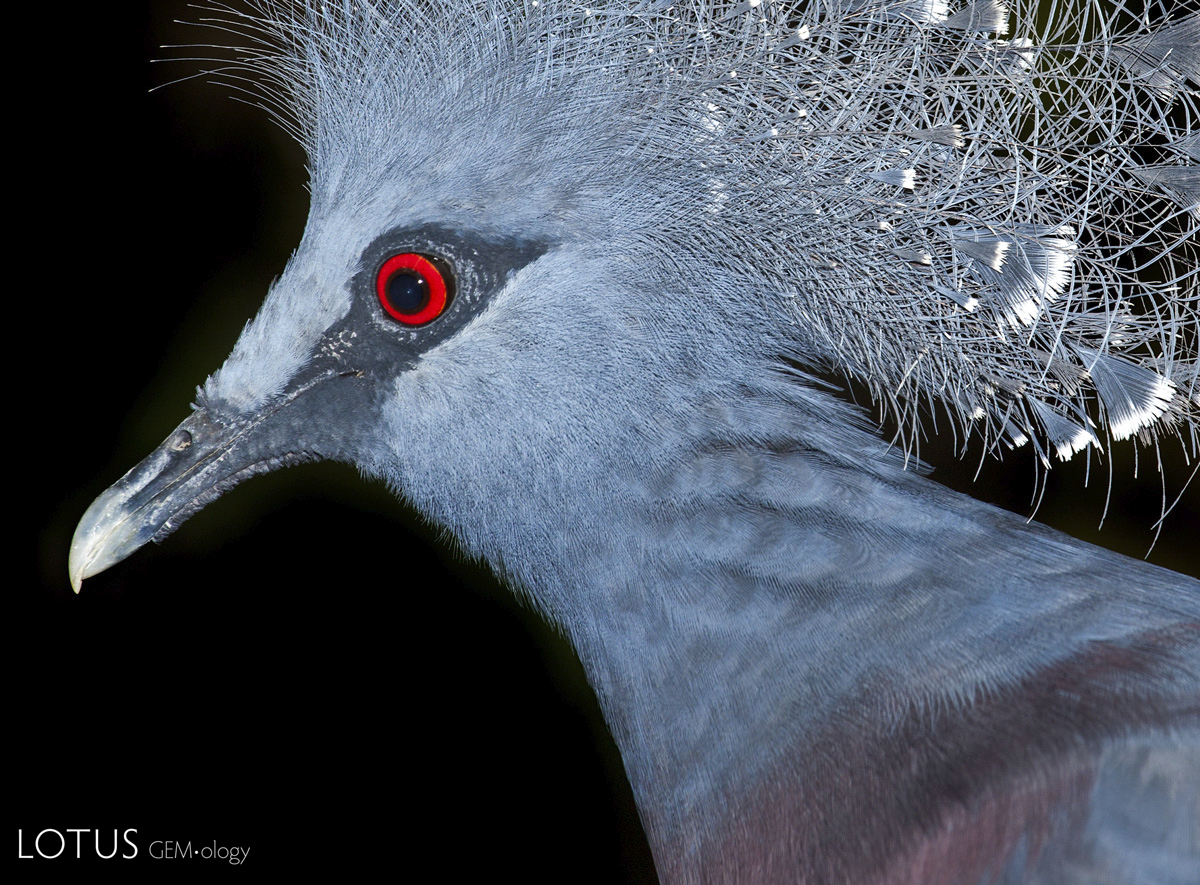 The pigeon's blood color is sometimes compared to the color of a live pigeon's eye.