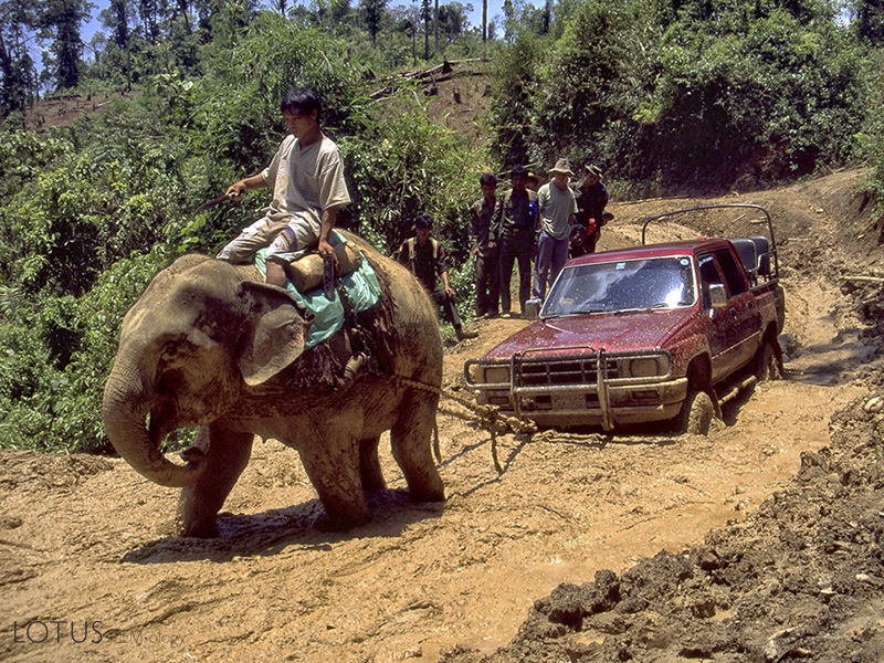 Until recently, the only way Hpakan could be supplied was by convoy-fifty or more trucks-along with a large helping of Burmese military might. Although fighting between the Burmese army and the KIA is now over, the struggle continues. But today, the enemy is nature, as this photo of the "good" road between Mogaung and Hpakan shows. Some trucks along this road had been stuck in the same spot for ten days. So high is the demand for transport to Hpakan that the owner of this truck made back the truck's purchase price within six months.