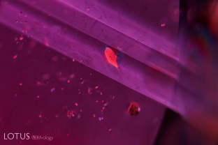 Orange crystals of what is probably monazite are seen with polysynthetic twinning in this unheated ruby from Ambodivoahangy, Madagascar