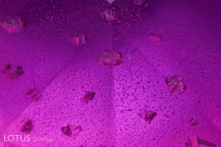Coarse negative crystals with accretion halos surrounded by fingerprints in a hot pink sapphire from Vietnam’s Luc Yen mines.