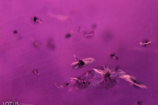 Small black uraninite crystals with shiny fissures around them in a Sri Lankan sapphire. While at first these may seem like evidence of heat treatment, these halos can actually occur naturally, as in this stone. The undissolved rutile silk needles in this stone demonstrate that it has not been heated at a high temperature.