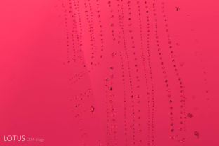 Octahedron-shaped inclusions are the most common feature of spinels from all sources. In some cases they may actually be solid crystals of spinel. In other cases, such as this fingerprint with tiny rows of octahedra, they represent tiny negative crystals. This example is in a stone from Mahenge, Tanzania. In certain cases, these negative crystals may be filled with a foreign substance (such as white dolomite, yellow phlogopite or black hercynite spinel).