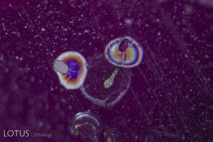 Heat-altered crystals with decrepitation halos in the basal plane.