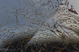 A web-like fingerprint in this sapphire stands out because it is colored by epigenetic staining.