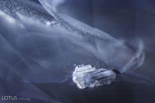 A beautiful negative crystal seems to float across a fingerprint in this untreated Sri Lanka sapphire.