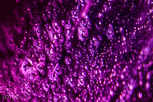 Delicate rosette-like accretion clouds surround small negative crystals in this Tajik ruby. The negative crystals can be identified by their precise alignment, where faces reflect light in exactly the same position. 