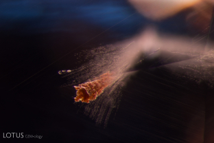 A small tube-like cavity pierces the surface of this cobalt spinel.
