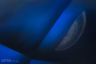 A small fingerprint in a beryllium diffused sapphire. Diffused stones are heat treated at a high temperature.