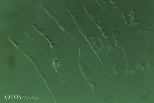 A-003-6636-1