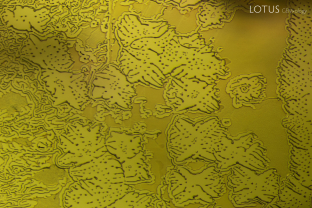 A partially healed fissure, or fingerprint, creates a topography-like pattern in this peridot. Specimen courtesy Fuli Gemstones.