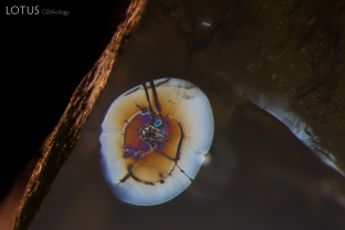 Lily pad-like inclusions like this one are a typical feature that can be spotted in peridot. Specimen courtesy Fuli Gemstones.