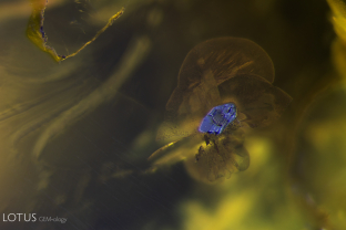 A hematite crystal (identity confirmed with Raman spectroscopy) was cut through on the surface of this peridot. Specimen courtesy Fuli Gemstones.