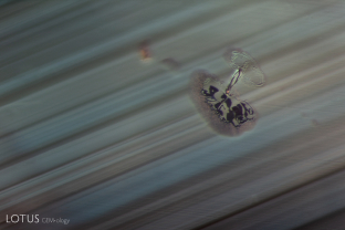 A small, transparent crystal inside this sapphire shows signs of heat treatment. Notice how the small fingerprint around it has a drippy, melted appearance.