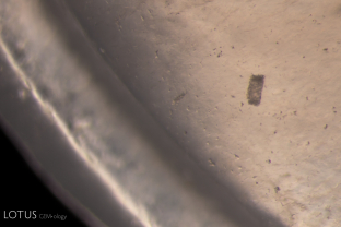 A small crystal which we were not able to identify is visible in this piece of ice fei cui jade.