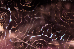 This web-like fingerprint creates a striking pattern in its spinel host.