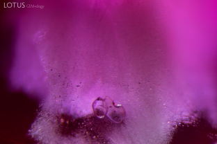 Two small transparent crystals are nestled in a dense cloud of rutile silk. Micro Raman identified the crystal on the left as apatite and the one on the right as titanite (sphene).