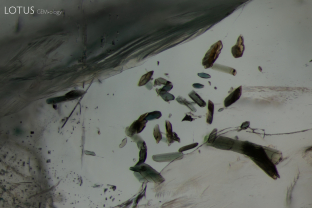 Several dark green crystals can be observed in this emerald. Analysis with micro Raman identified them as tremolite (amphibole).
