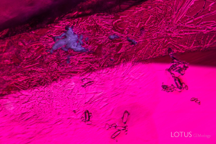 When a gem is heated, certain inclusion may dissolve or melt. In this case, it appears that the white crystals have dissolved/melted, creating a dendrite-like healing pattern in the surrounding fissure. Also visible are clusters of small crystals of what is probably zircon.