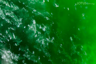 Small white crystals make up part of the composition of this sample of fei cui jade.