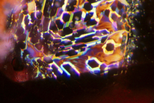 A lovely thin film inclusion is seen in reflected light within this untreated ruby from the Thai/Cambodian border mines. The hexagonal healing pattern betrays the fact that this inclusion lies in the plane of the basal pinacoid.