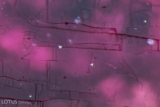 Highly reflective platinum plates shine in this Lechleitner flux-grown synthetic ruby.