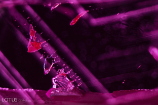 Two-phase primary flux-filled cavities in a Douros synthetic flux ruby.
