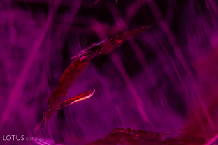 Two-phase primary flux-filled cavities in a Douros synthetic flux ruby.