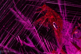 Two-phase primary flux-filled cavities in a Douros synthetic flux ruby.
