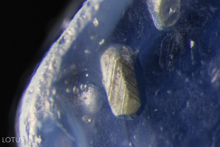 Large terraced crystals of what may be ilmenite, surrounded by fingerprints are visible in this Lava Plains sapphire.