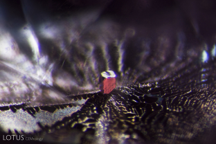 High relief primary negative crystal embedded in a secondary fingerprint in an untreated pink sapphire from Cyangugu, Rwanda.