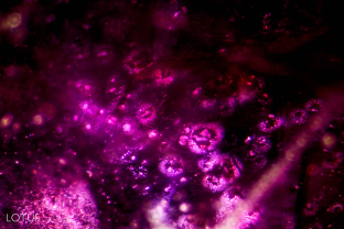 Delicate rosette-like accretion clouds surround small negative crystals in this Tajik ruby. The negative crystals can be identified by their precise alignment, where faces reflect light in exactly the same position. 