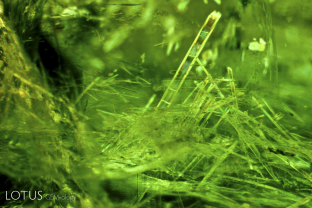 While comparatively rare, amphibole needles are a feature of some emeralds from Malysheva, Russia, as shown in this photomicrograph produced in polarized light. Specimen courtesy of Tsar Emeralds Corp.