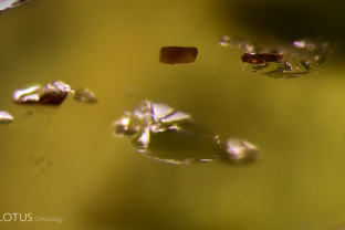 Brown chromite crystals can be seen interspersed with lily pad-like inclusions in this peridot. The chromite crystals’ identity was confirmed with micro Raman. Specimen courtesy Fuli Gemstones.
