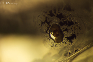 A mobile bubble can be spotted hiding in a negative crystal in this peridot. Specimen courtesy Fuli Gemstones.