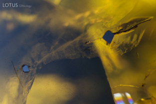 Two chromite crystals (identity confirmed with micro Raman) are cut through on the surface of their peridot host. Specimen courtesy Fuli Gemstones.